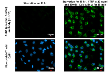 Anti-ASK1 (phospho Ser966) antibody [HL3701] used in Immunocytochemistry/ Immunofluorescence (ICC/IF). GTX641873